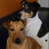 House sit pet parent - Looking for a house and dog sitter in June Cavan