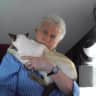 House sit pet parent - Rufus and Max, Siamese and Tonkinese cats