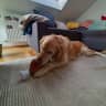 House sit pet parent - Ollie the golden retriever is looking forward to see you