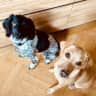 House sit pet parent - Two Hounds in the Heart of Highbury
