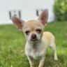 House sit pet parent - Beautiful Somerset Village Home with 5 cats , 1 chihuahua & lots of space