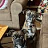 House sit pet parent - Two amazing boxers in a stunning house in the heart of wine country!