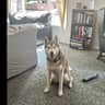 House sit pet parent - Looking for a sitter for a pack of 3, 1 dog & 2 cats