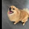 House sit pet parent - I need my adorable 7 year old Pomeranian dog cared for and house sit