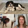 House sit pet parent - Dog Sitter needed in Bondi for 2 Cavalier King Charles Spaniels