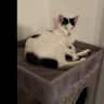 House sit pet parent - Explore Switzerland, eat Swiss cheers and Swiss chocolate with Dasha