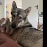 House sit pet parent - Tamaskan dog in beautiful detached house next to park in suburban London :)
