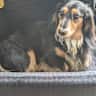 House sit pet parent - Loveable dachsund needs a sitter in family home near Funchley