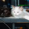 House sit pet parent - Kitten sit in secluded getaway home near St. Louis, MO