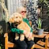 House sit pet parent - Gorgeous South London labradoodle Delilah needs a loving sitter