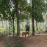 House sit pet parent - Look after Fergie and enjoy a peaceful stay in the countryside