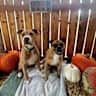 House sit pet parent - Looking for a sitter for two dogs ( 1 senior, 1 puppy) in Tacoma, WA.