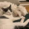 House sit pet parent - Sweetest pup & kitten looking for care in lovely flat with garden!