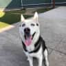 House sit pet parent - Quiet neighborhood with an adorable dog