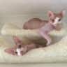 House sit pet parent - Cat/house sitter wanted for two 9 year old Sphynx brothers!
