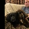 House sit pet parent - Fun-loving spaniels in Cotswold hideaway with swimming pool