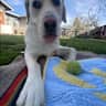 House sit pet parent - Loveable Lab looking for people who like to get outside!
