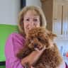 House sit pet parent - House Sitting in beautiful Guernsey with a cute Cavapoo
