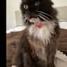 House sit pet parent - UK, SOLO Cat lover please