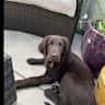 House sit pet parent - Large house with growing puppy in a quiet part of central Oxford