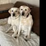 House sit pet parent - Loveable labs in Clarksville TN.