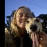 House sit pet parent - Friendly greyhound looking for stay-at-home sitters in comfy bayside home,