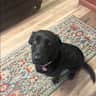 House sit pet parent - Energetic black lab needs a friend