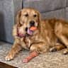 House sit pet parent - Golden in Woodinville