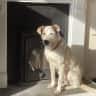 House sit pet parent - Dog sitter wanted in Penzance. Mid February 22