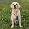 House sit pet parent - Cheltenham, Gloucestershire sit in a lovely large house & garden, with 4 pets.