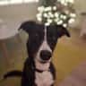 House sit pet parent - Lovely Tilly needs a friend!