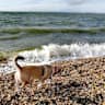 House sit pet parent - A two bedroom house, one sweet resuce dog and a  15 min walk to the beach.