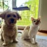 House sit pet parent - Come to have a nice time with our beloved Olivia and Felipe