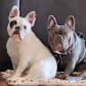 House sit pet parent - Beautiful Home with Lovely Pets Need Housesitter