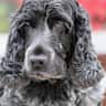 House sit pet parent - Paddy is looking for a sitter!