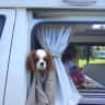 House sit pet parent - Pet sitter required for Chester clan