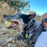 House sit pet parent - Airbnb house on a lovely park. Quiet with a great outlook. All amenities