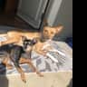 House sit pet parent - Two very sweet Pups need pupsitting June 12th-15th