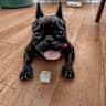 House sit pet parent - Belsize Park Flat with Friendly French Bulldog (Mila)