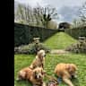 House sit pet parent - Three  easy going dogs and a lively cocker,  love to walk in Somerset/Dorset