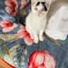 House sit pet parent - Archangel Michael awaits your visit.