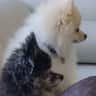 House sit pet parent - Pomeranian Dog Lover Needed...