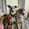 House sit pet parent - Comfortable family home with whippets