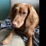 House sit pet parent - House/ pet sitter for a cocker spaniel