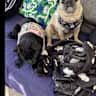 House sit pet parent - Dog-loving home near Bristol/Newport