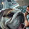House sit pet parent - Sweet special-needs bulldog (senoir) looking for patient, caring sitters❤️punch