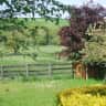 House sit pet parent - Pet sitter needed for labrador in rural country cottage
