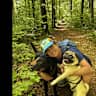 House sit pet parent - Dog help needed