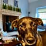 House sit pet parent - Fabulous opportunity to explore DC and beyond.  Comfortable house.