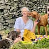 House sit pet parent - Companions required for three lovely dogs in Derbyshire November 2025